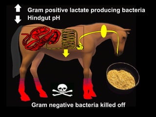 Hindgut pH Gram negative bacteria killed off Gram positive lactate producing bacteria 