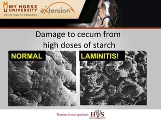 Damage to cecum from  high doses of starch Kreuger et al., 1986 LAMINITIS! NORMAL 