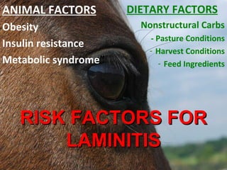 ANIMAL FACTORS Obesity Insulin resistance Metabolic syndrome ” DIETARY FACTORS Nonstructural Carbs - Pasture Conditions Harvest Conditions Feed Ingredients RISK FACTORS FOR LAMINITIS 