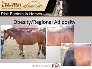 Obesity/Regional Adiposity Risk Factors in Horses 