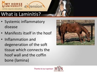 Systemic inflammatory disease Manifests itself in the hoof Inflammation and degeneration of the soft tissue which connects the hoof wall and the coffin bone (lamina) What is Laminitis? 