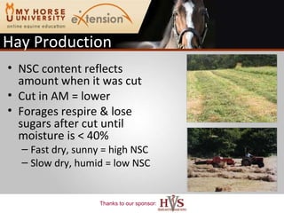 Hay Production  NSC content reflects amount when it was cut Cut in AM = lower Forages respire & lose sugars after cut until moisture is < 40% Fast dry, sunny = high NSC Slow dry, humid = low NSC 