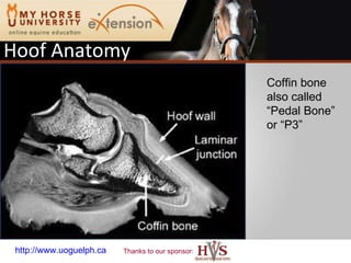 Hoof Anatomy http://www.uoguelph.ca  (Gunn, 2009) Coffin bone also called “Pedal Bone” or “P3” 