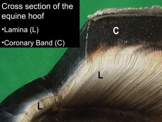 Cross section of the equine hoof Lamina (L) Coronary Band (C) 