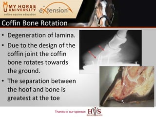 Coffin Bone Rotation Degeneration of lamina. Due to the design of the coffin joint the coffin bone rotates towards the ground. The separation between the hoof and bone is greatest at the toe White, 2005 