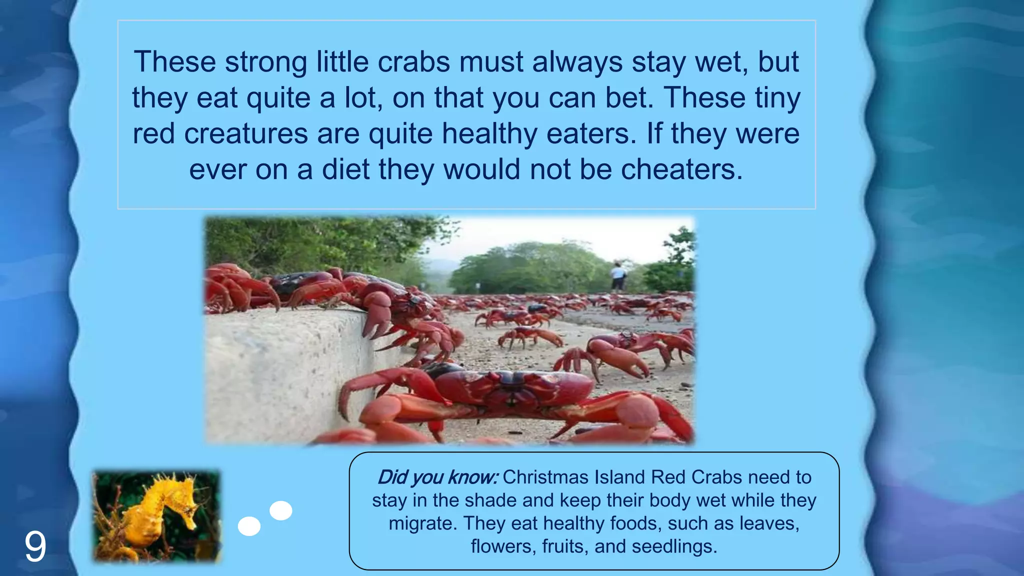 9
These strong little crabs must always stay wet, but
they eat quite a lot, on that you can bet. These tiny
red creatures are quite healthy eaters. If they were
ever on a diet they would not be cheaters.
Did you know: Christmas Island Red Crabs need to
stay in the shade and keep their body wet while they
migrate. They eat healthy foods, such as leaves,
flowers, fruits, and seedlings.
 