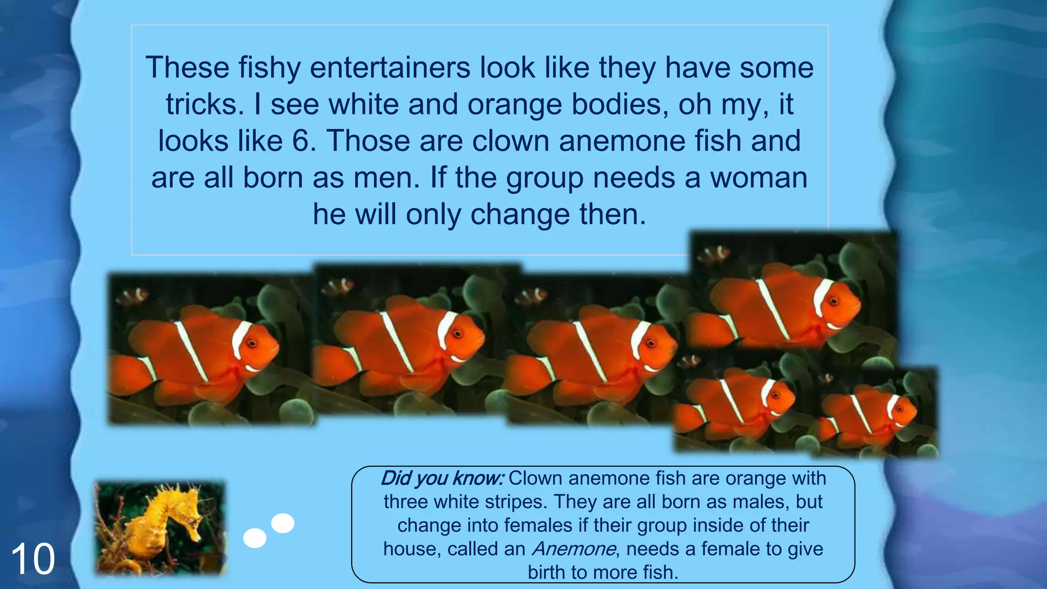10
These fishy entertainers look like they have some
tricks. I see white and orange bodies, oh my, it
looks like 6. Those are clown anemone fish and
are all born as men. If the group needs a woman
he will only change then.
Did you know: Clown anemone fish are orange with
three white stripes. They are all born as males, but
change into females if their group inside of their
house, called an Anemone, needs a female to give
birth to more fish.
 