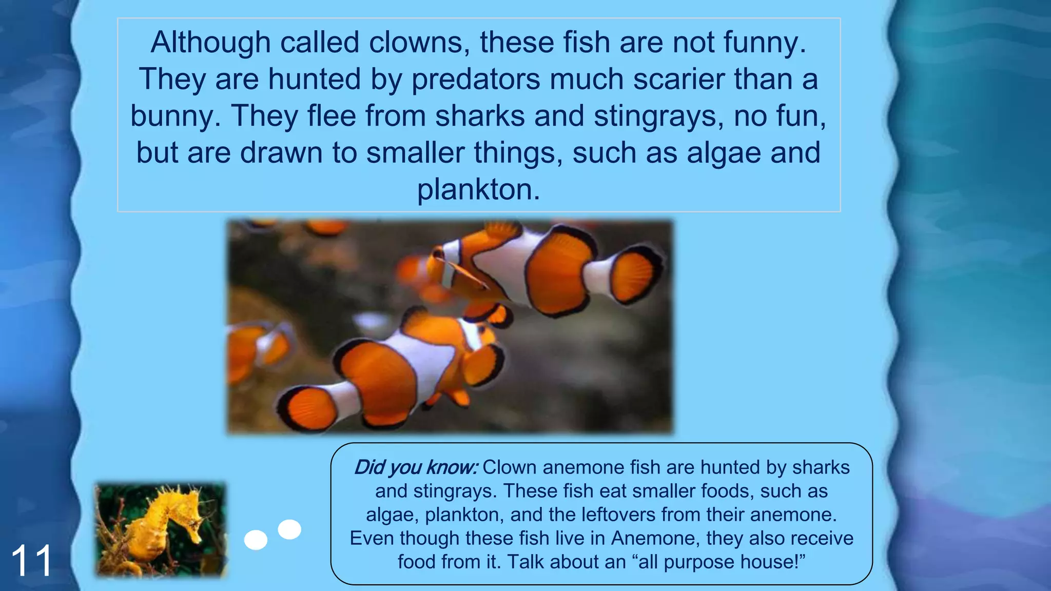 11
Although called clowns, these fish are not funny.
They are hunted by predators much scarier than a
bunny. They flee from sharks and stingrays, no fun,
but are drawn to smaller things, such as algae and
plankton.
Did you know: Clown anemone fish are hunted by sharks
and stingrays. These fish eat smaller foods, such as
algae, plankton, and the leftovers from their anemone.
Even though these fish live in Anemone, they also receive
food from it. Talk about an “all purpose house!”
 