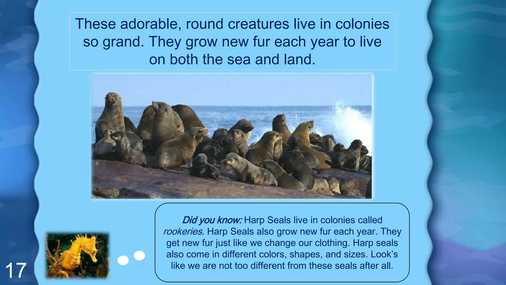 17
These adorable, round creatures live in colonies
so grand. They grow new fur each year to live
on both the sea and land.
Did you know: Harp Seals live in colonies called
rookeries. Harp Seals also grow new fur each year. They
get new fur just like we change our clothing. Harp seals
also come in different colors, shapes, and sizes. Look’s
like we are not too different from these seals after all.
 