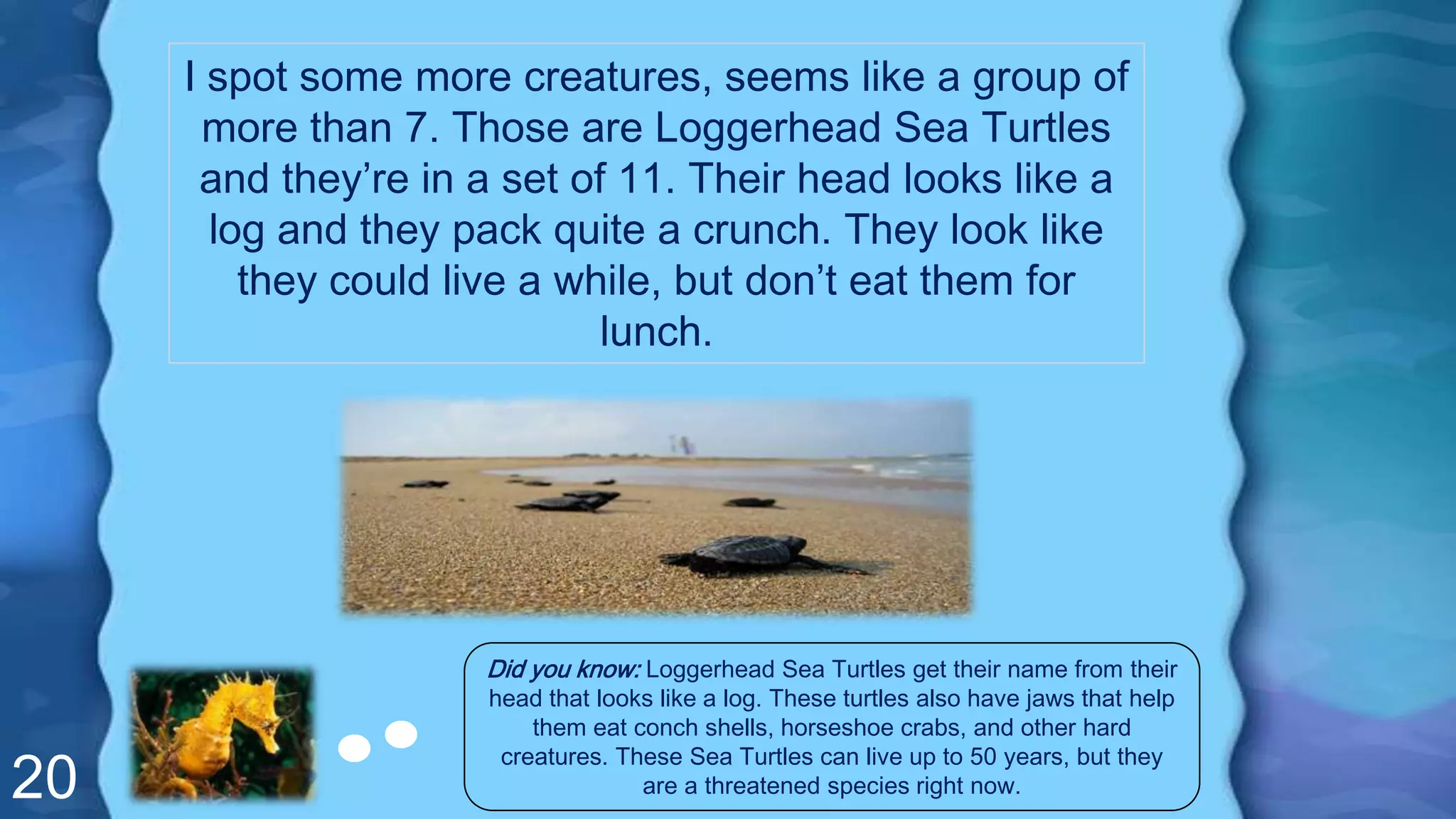 20
I spot some more creatures, seems like a group of
more than 7. Those are Loggerhead Sea Turtles
and they’re in a set of 11. Their head looks like a
log and they pack quite a crunch. They look like
they could live a while, but don’t eat them for
lunch.
Did you know: Loggerhead Sea Turtles get their name from their
head that looks like a log. These turtles also have jaws that help
them eat conch shells, horseshoe crabs, and other hard
creatures. These Sea Turtles can live up to 50 years, but they
are a threatened species right now.
 