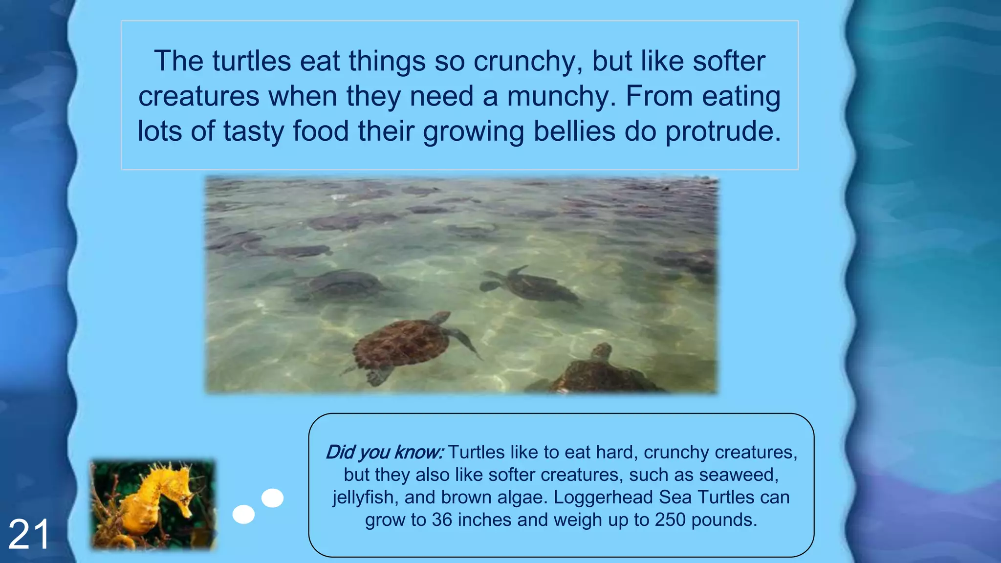 21
The turtles eat things so crunchy, but like softer
creatures when they need a munchy. From eating
lots of tasty food their growing bellies do protrude.
Did you know: Turtles like to eat hard, crunchy creatures,
but they also like softer creatures, such as seaweed,
jellyfish, and brown algae. Loggerhead Sea Turtles can
grow to 36 inches and weigh up to 250 pounds.
 