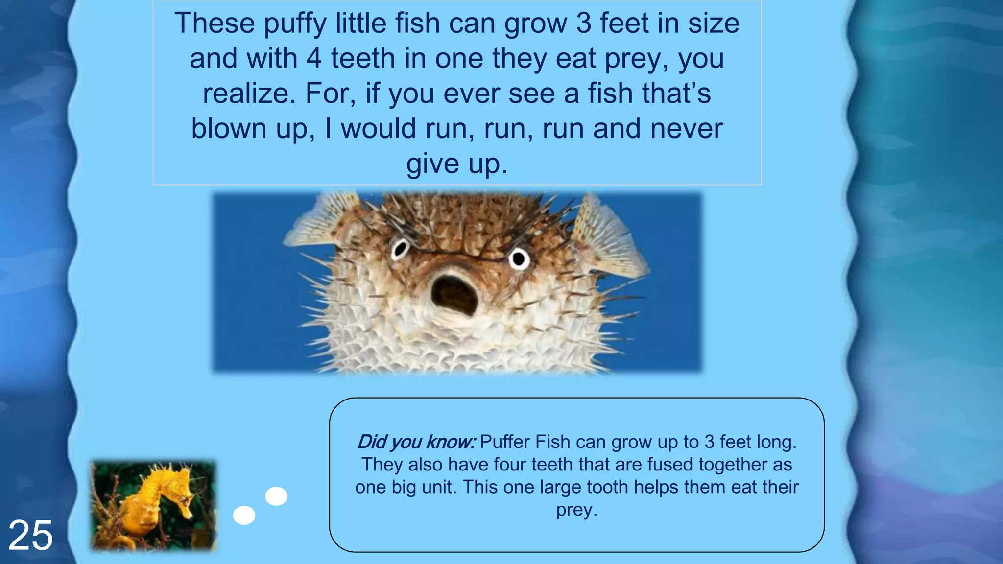 25
These puffy little fish can grow 3 feet in size
and with 4 teeth in one they eat prey, you
realize. For, if you ever see a fish that’s
blown up, I would run, run, run and never
give up.
Did you know: Puffer Fish can grow up to 3 feet long.
They also have four teeth that are fused together as
one big unit. This one large tooth helps them eat their
prey.
 