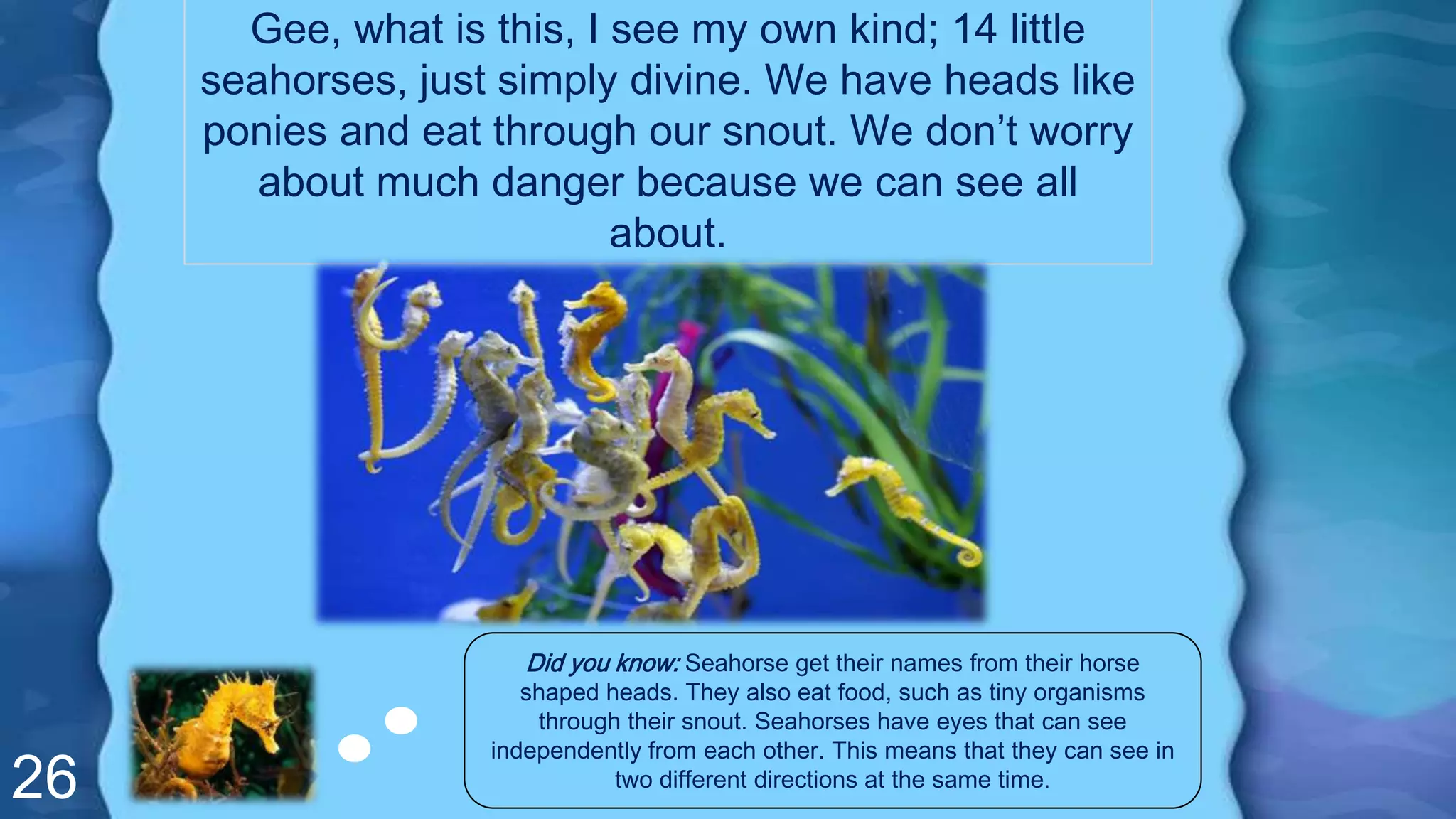 26
Gee, what is this, I see my own kind; 14 little
seahorses, just simply divine. We have heads like
ponies and eat through our snout. We don’t worry
about much danger because we can see all
about.
Did you know: Seahorse get their names from their horse
shaped heads. They also eat food, such as tiny organisms
through their snout. Seahorses have eyes that can see
independently from each other. This means that they can see in
two different directions at the same time.
 