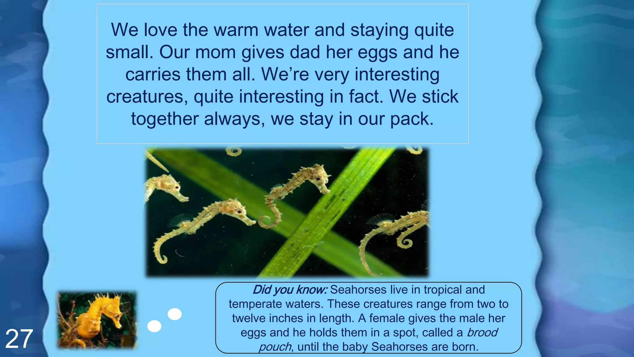 27
We love the warm water and staying quite
small. Our mom gives dad her eggs and he
carries them all. We’re very interesting
creatures, quite interesting in fact. We stick
together always, we stay in our pack.
Did you know: Seahorses live in tropical and
temperate waters. These creatures range from two to
twelve inches in length. A female gives the male her
eggs and he holds them in a spot, called a brood
pouch, until the baby Seahorses are born.
 