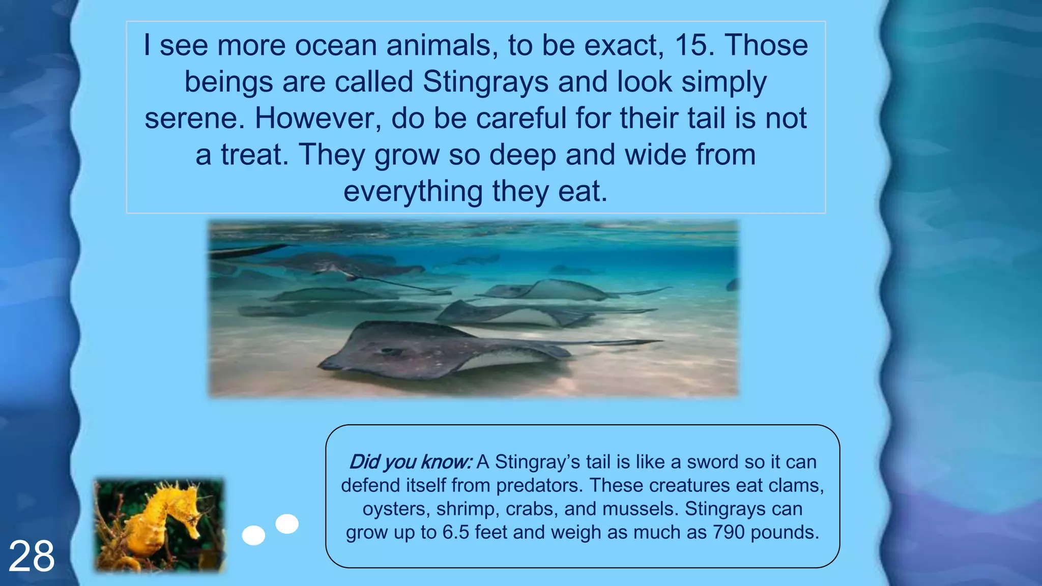 28
I see more ocean animals, to be exact, 15. Those
beings are called Stingrays and look simply
serene. However, do be careful for their tail is not
a treat. They grow so deep and wide from
everything they eat.
Did you know: A Stingray’s tail is like a sword so it can
defend itself from predators. These creatures eat clams,
oysters, shrimp, crabs, and mussels. Stingrays can
grow up to 6.5 feet and weigh as much as 790 pounds.
 