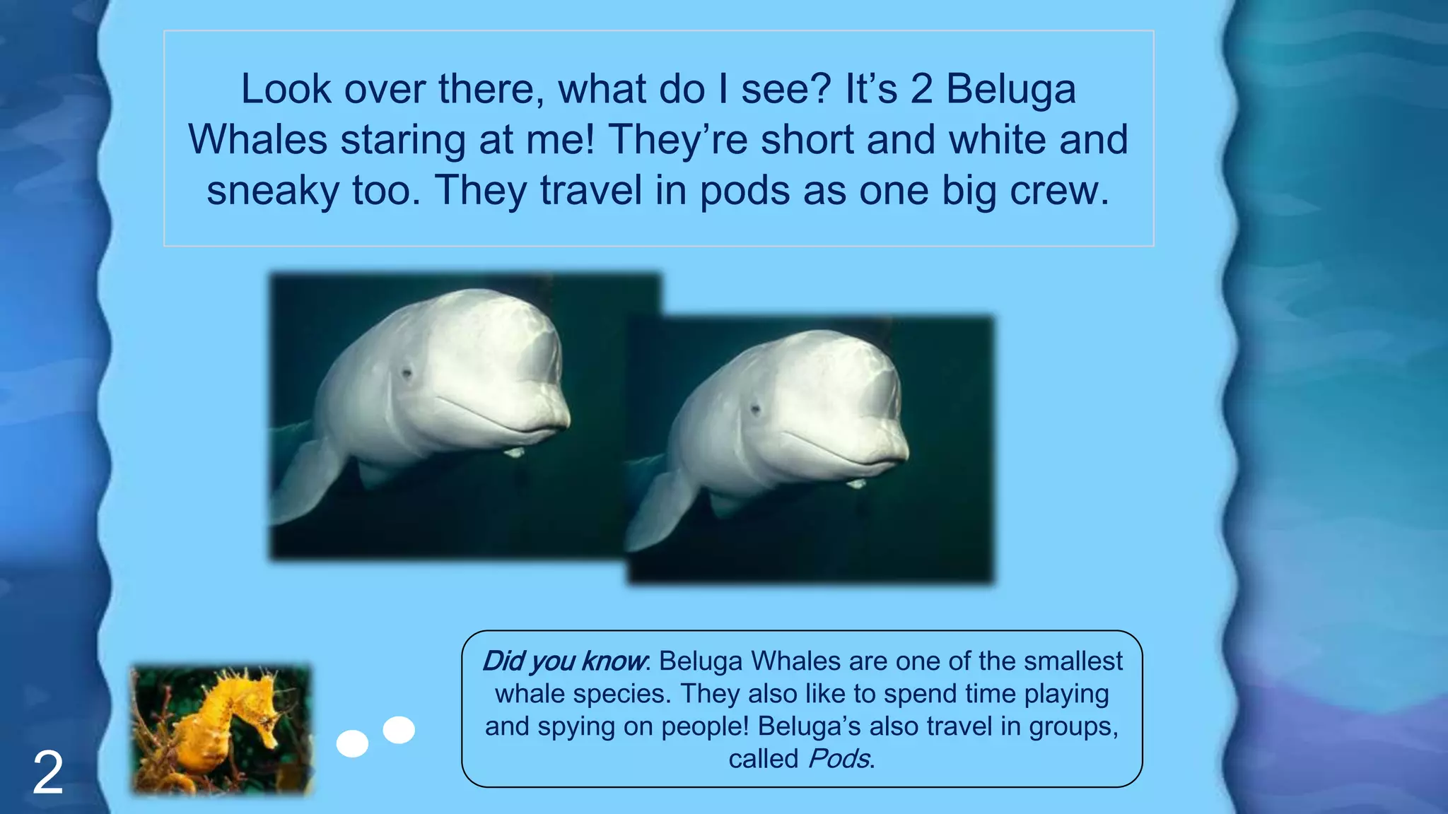 2
Look over there, what do I see? It’s 2 Beluga
Whales staring at me! They’re short and white and
sneaky too. They travel in pods as one big crew.
Did you know: Beluga Whales are one of the smallest
whale species. They also like to spend time playing
and spying on people! Beluga’s also travel in groups,
called Pods.
 