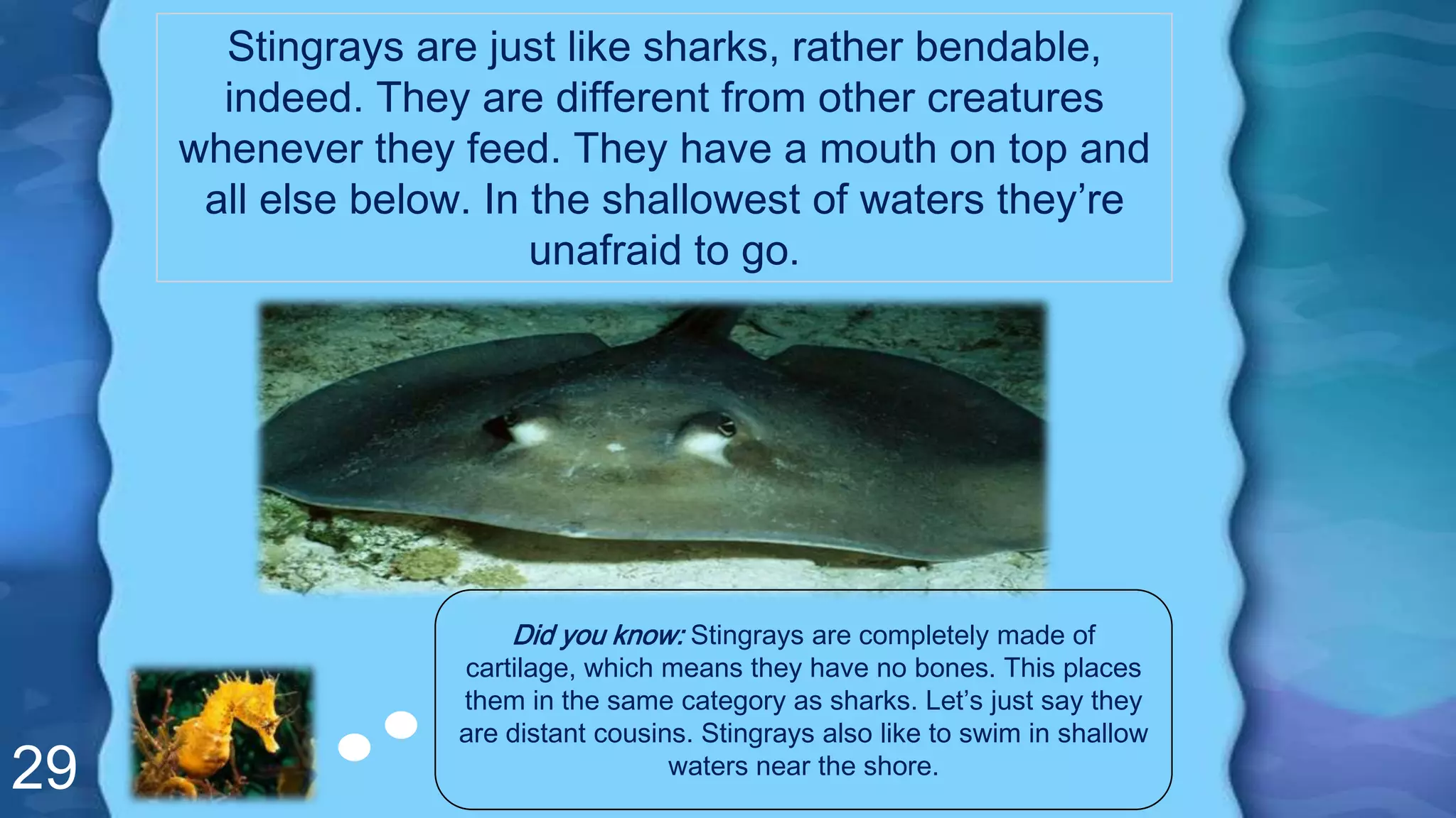 29
Stingrays are just like sharks, rather bendable,
indeed. They are different from other creatures
whenever they feed. They have a mouth on top and
all else below. In the shallowest of waters they’re
unafraid to go.
Did you know: Stingrays are completely made of
cartilage, which means they have no bones. This places
them in the same category as sharks. Let’s just say they
are distant cousins. Stingrays also like to swim in shallow
waters near the shore.
 