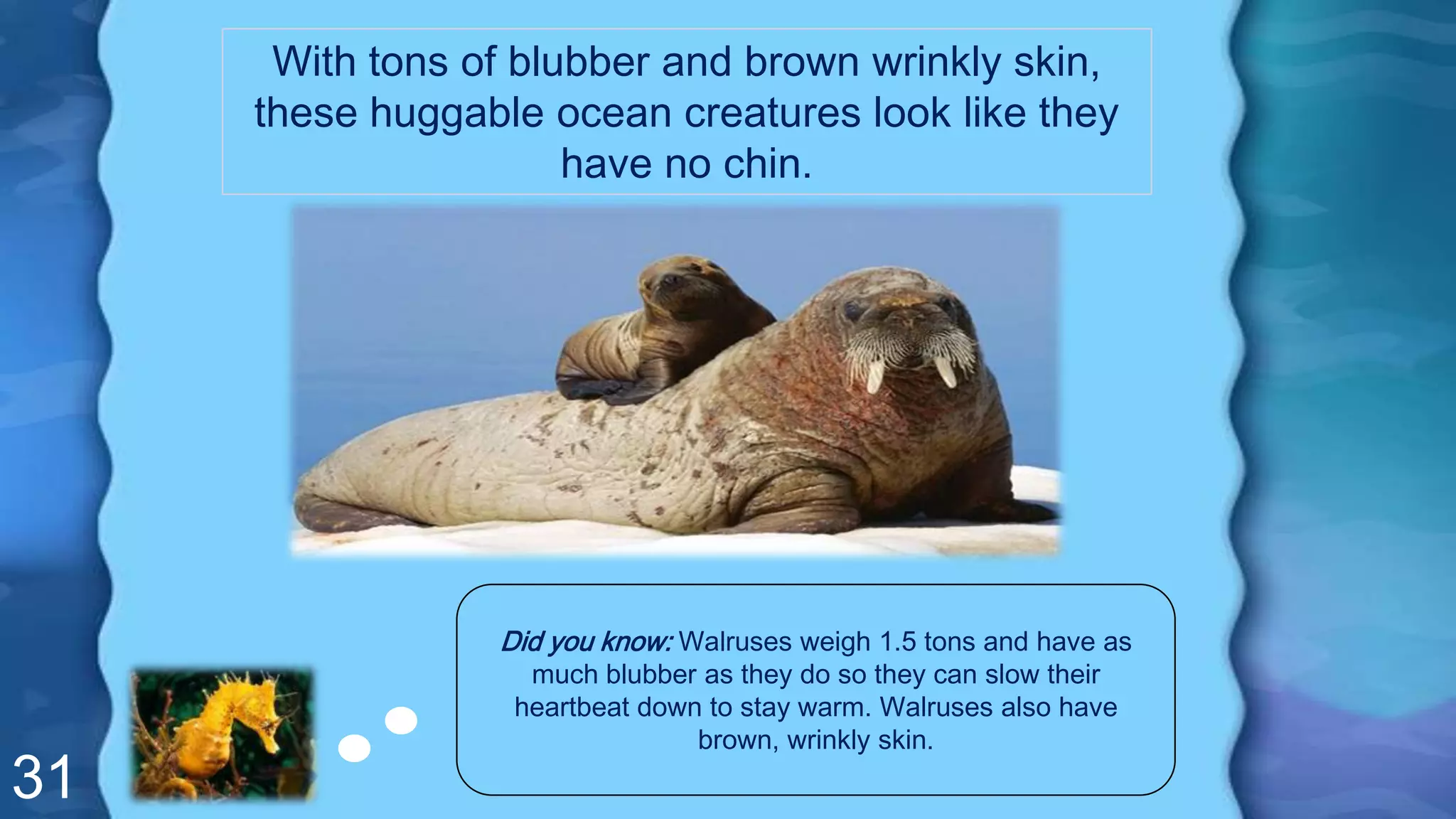 31
With tons of blubber and brown wrinkly skin,
these huggable ocean creatures look like they
have no chin.
Did you know: Walruses weigh 1.5 tons and have as
much blubber as they do so they can slow their
heartbeat down to stay warm. Walruses also have
brown, wrinkly skin.
 