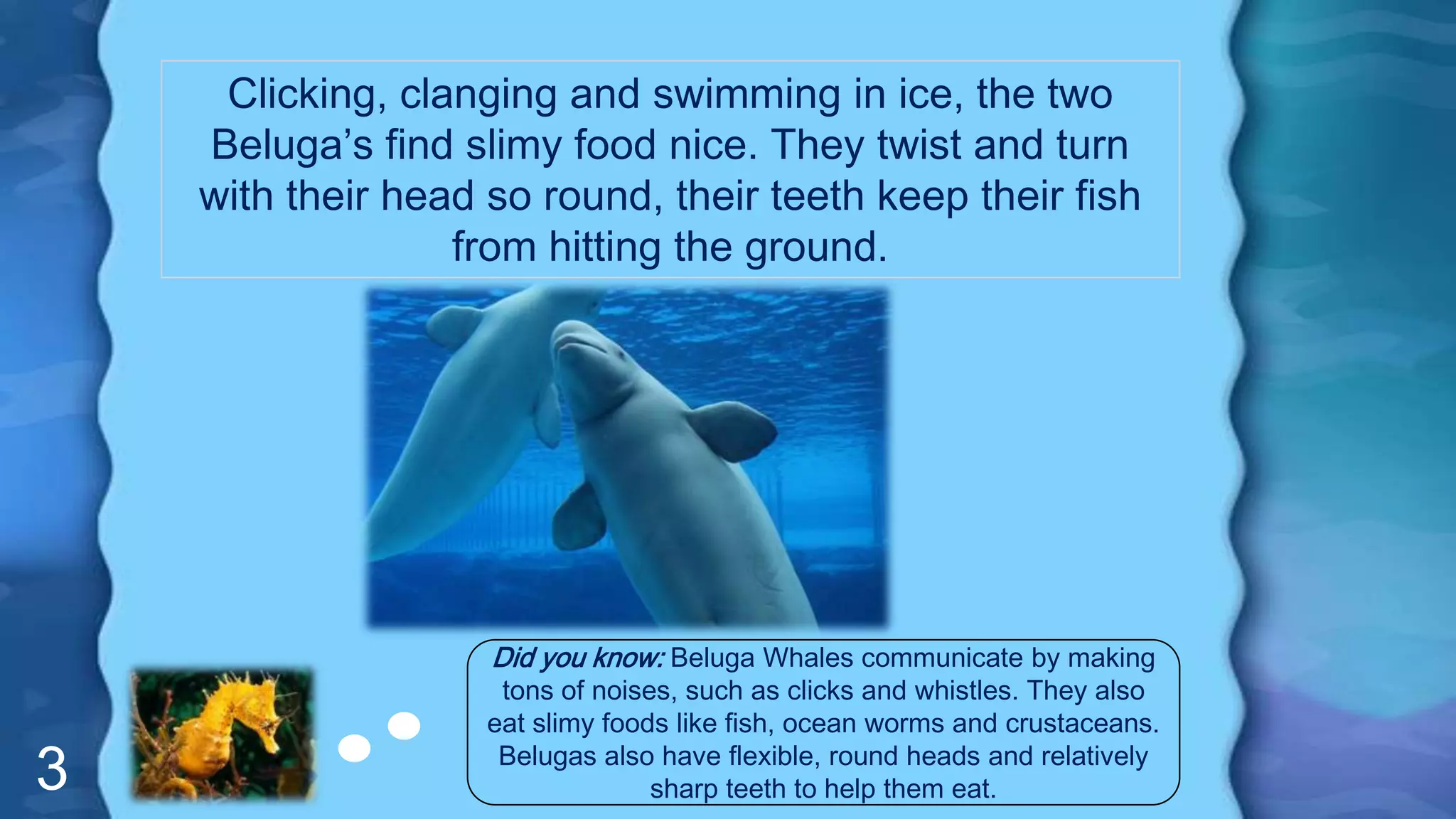 3
Clicking, clanging and swimming in ice, the two
Beluga’s find slimy food nice. They twist and turn
with their head so round, their teeth keep their fish
from hitting the ground.
Did you know: Beluga Whales communicate by making
tons of noises, such as clicks and whistles. They also
eat slimy foods like fish, ocean worms and crustaceans.
Belugas also have flexible, round heads and relatively
sharp teeth to help them eat.
 