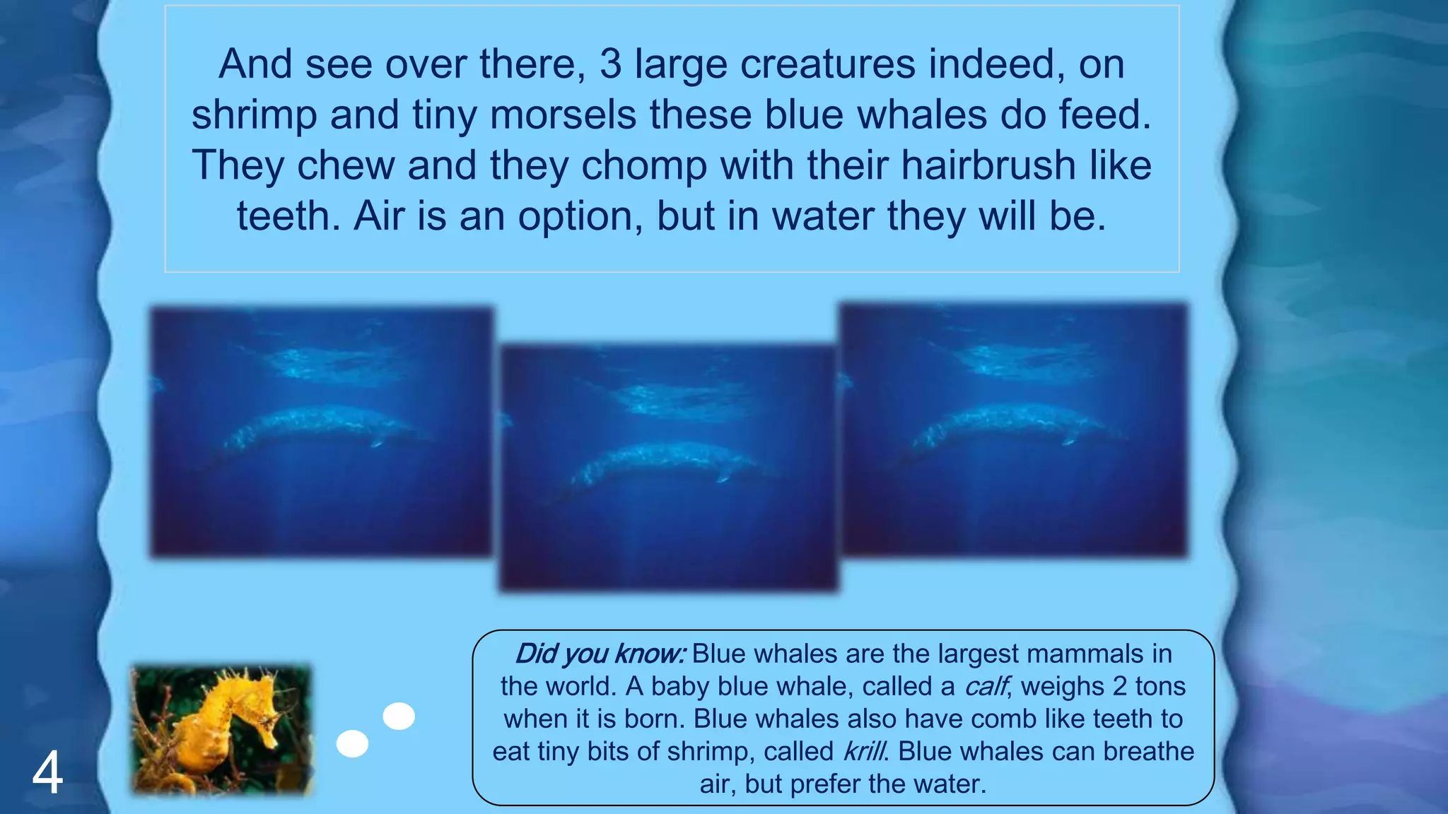 4
And see over there, 3 large creatures indeed, on
shrimp and tiny morsels these blue whales do feed.
They chew and they chomp with their hairbrush like
teeth. Air is an option, but in water they will be.
Did you know: Blue whales are the largest mammals in
the world. A baby blue whale, called a calf, weighs 2 tons
when it is born. Blue whales also have comb like teeth to
eat tiny bits of shrimp, called krill. Blue whales can breathe
air, but prefer the water.
 