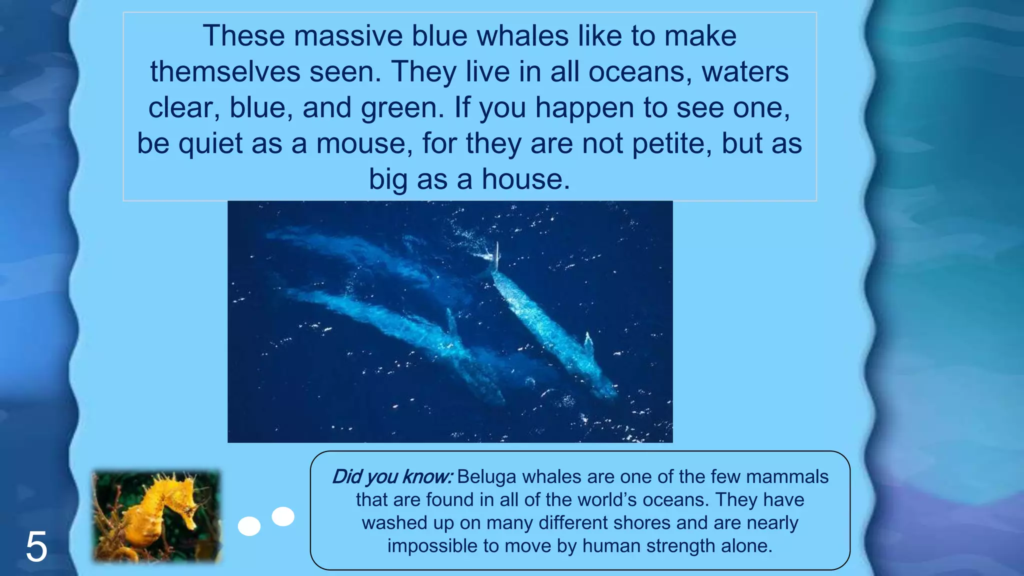 5
These massive blue whales like to make
themselves seen. They live in all oceans, waters
clear, blue, and green. If you happen to see one,
be quiet as a mouse, for they are not petite, but as
big as a house.
Did you know: Beluga whales are one of the few mammals
that are found in all of the world’s oceans. They have
washed up on many different shores and are nearly
impossible to move by human strength alone.
 