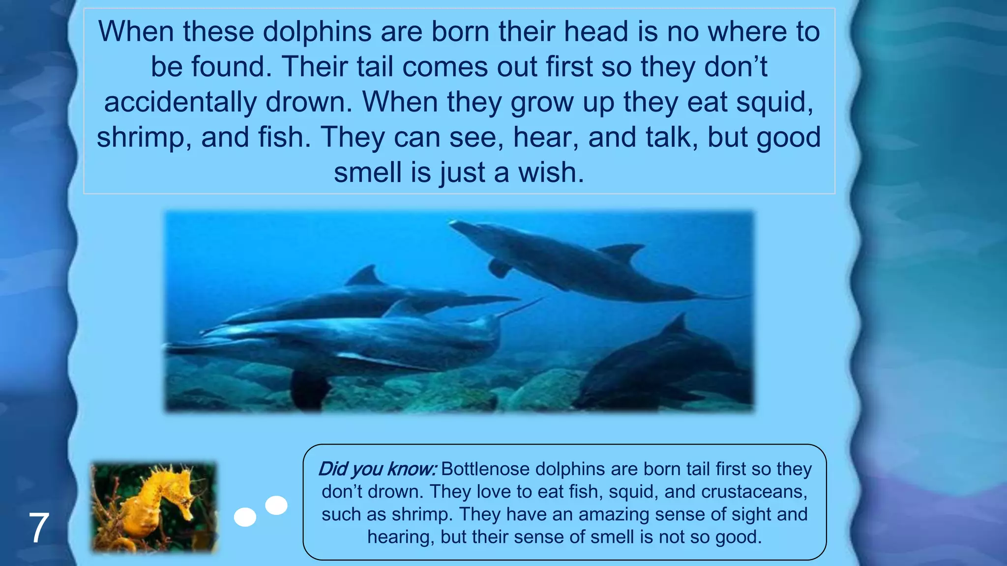7
When these dolphins are born their head is no where to
be found. Their tail comes out first so they don’t
accidentally drown. When they grow up they eat squid,
shrimp, and fish. They can see, hear, and talk, but good
smell is just a wish.
Did you know: Bottlenose dolphins are born tail first so they
don’t drown. They love to eat fish, squid, and crustaceans,
such as shrimp. They have an amazing sense of sight and
hearing, but their sense of smell is not so good.
 