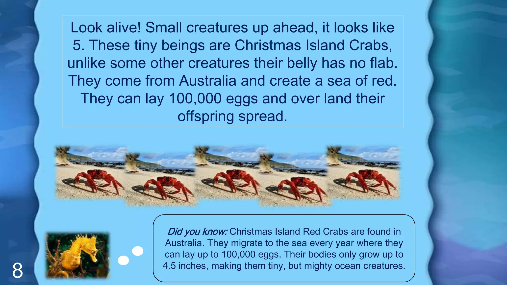 8
Look alive! Small creatures up ahead, it looks like
5. These tiny beings are Christmas Island Crabs,
unlike some other creatures their belly has no flab.
They come from Australia and create a sea of red.
They can lay 100,000 eggs and over land their
offspring spread.
Did you know: Christmas Island Red Crabs are found in
Australia. They migrate to the sea every year where they
can lay up to 100,000 eggs. Their bodies only grow up to
4.5 inches, making them tiny, but mighty ocean creatures.
 