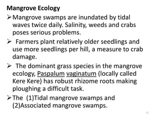 Mangrove Ecology
Mangrove swamps are inundated by tidal
 waves twice daily. Salinity, weeds and crabs
 poses serious problems.
 Farmers plant relatively older seedlings and
 use more seedlings per hill, a measure to crab
 damage.
 The dominant grass species in the mangrove
 ecology, Paspalum vaginatum (locally called
 Kere Kere) has robust rhizome roots making
 ploughing a difficult task.
The (1)Tidal mangrove swamps and
 (2)Associated mangrove swamps.
                                                  12
 