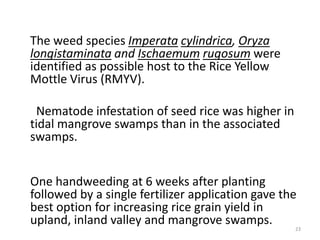 The weed species Imperata cylindrica, Oryza
longistaminata and Ischaemum rugosum were
identified as possible host to the Rice Yellow
Mottle Virus (RMYV).

 Nematode infestation of seed rice was higher in
tidal mangrove swamps than in the associated
swamps.


One handweeding at 6 weeks after planting
followed by a single fertilizer application gave the
best option for increasing rice grain yield in
upland, inland valley and mangrove swamps.
                                                   23
 