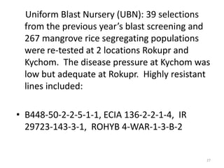 Uniform Blast Nursery (UBN): 39 selections
  from the previous year’s blast screening and
  267 mangrove rice segregating populations
  were re-tested at 2 locations Rokupr and
  Kychom. The disease pressure at Kychom was
  low but adequate at Rokupr. Highly resistant
  lines included:

• B448-50-2-2-5-1-1, ECIA 136-2-2-1-4, IR
  29723-143-3-1, ROHYB 4-WAR-1-3-B-2


                                             27
 