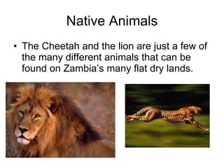 Native Animals The Cheetah and the lion are just a few of the many different animals that can be found on Zambia’s many flat dry lands. 