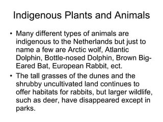Indigenous Plants and Animals Many different types of animals are indigenous to the Netherlands but just to name a few are Arctic wolf, Atlantic Dolphin, Bottle-nosed Dolphin, Brown Big-Eared Bat, European Rabbit, ect. The tall grasses of the dunes and the shrubby uncultivated land continues to offer habitats for rabbits, but larger wildlife, such as deer, have disappeared except in parks.  