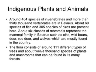 Indigenous Plants and Animals Around 464 species of invertebrates and more than thirty thousand vertebrates are in Belarus. About 60 species of fish and 305 species of birds are present here. About six classes of mammals represent the mammal family in Belarus such as elks, wild boars, deer, roe deer, and wolves which are mostly found in the country. The flora consists of around 111 different types of trees and about twelve thousand species of plants and mushrooms that can be found in its many forests. 