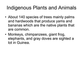 Indigenous Plants and Animals About 140 species of trees mainly palms and hardwoods that produce yams and bananas which are the native plants that are common. Monkeys, chimpanzees, giant frog, elephants, and gray doves are sighted a lot in Guinea.  