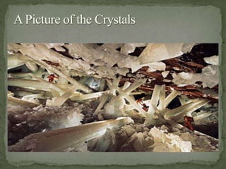 AxolotlThese salamanders are very rare in Mexico.