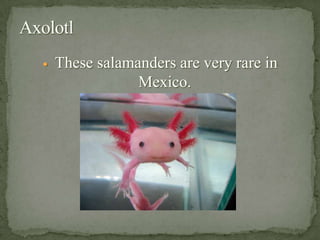 Mexico’s Population .This picture is Mexico's past and present population.