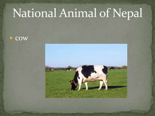 NATIONAL BIRDThis is the national bird in Nepal.