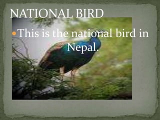 MEXICOBY, NEYDA  MENA