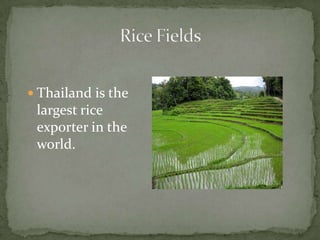 If you know some Thai person, you might hear them say "gin khao yung" every time you meet them. It means “Have you eaten yet?" or more precisely “Have you eaten rice yet?". ^^Eat^^