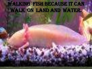 Mexican  Money. This money can be used in Mexico only.