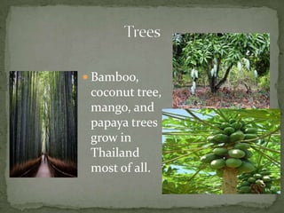 In Thailand about 50% of population ride Motorcycles.Motorcycle