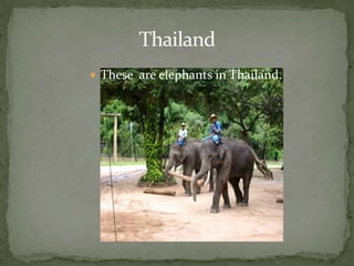 Thailand FlagThe Thailand flag is red, white, and blue.