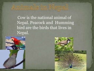 Nepal Government Nepal’s government is  a democracy. The Government  of Nepal is weak. The population of Nepal is 28,563,377.