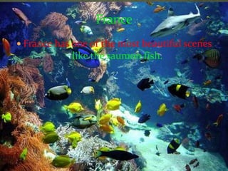 FranceThe president is NicolasSarkozy.