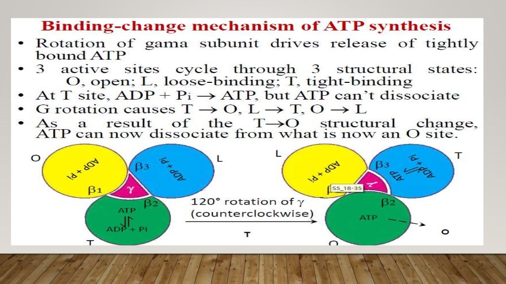 Coupling factors and mechanism of atp synthesis and