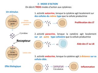 La deuxième propriété qui en découle est la redondance des cytokines : des CYTOKINES
DIFFÉRENTES peuvent avoir des ACTIONS...