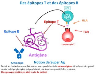 Cour 5 les cytokines , les antigènes  