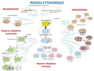 II - PROPRIÉTÉS GÉNÉRALES DES CYTOKINES
1 - SÉCRÉTION
Ce sont des glycoprotéines de FAIBLE poids moléculaire (compris entr...