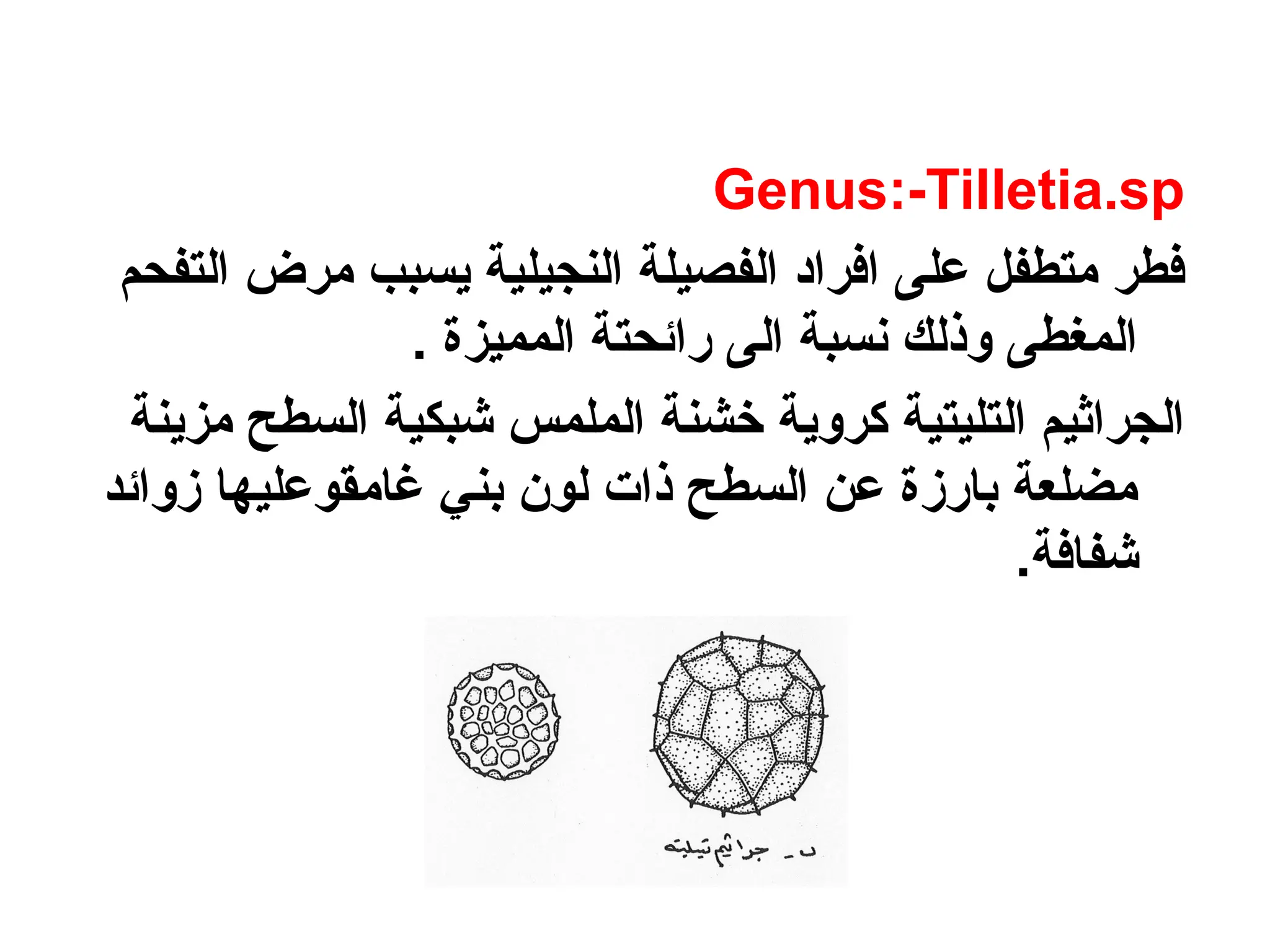 Genus:-Tilletia.sp
‫التفحم‬ ‫مرض‬ ‫يسبب‬ ‫النجيلية‬ ‫الفصيلة‬ ‫افراد‬ ‫على‬ ‫متطفل‬ ‫فطر‬
. ‫المميزة‬ ‫رائحتة‬ ‫الى‬ ‫نسبة‬ ‫وذلك‬ ‫المغطى‬
‫مزينة‬ ‫السطح‬ ‫شبكية‬ ‫الملمس‬ ‫خشنة‬ ‫كروية‬ ‫التليتية‬ ‫الجراثيم‬
‫زوائد‬ ‫غامقوعليها‬ ‫بني‬ ‫لون‬ ‫ذات‬ ‫السطح‬ ‫عن‬ ‫بارزة‬ ‫مضلعة‬
.‫شفافة‬
 