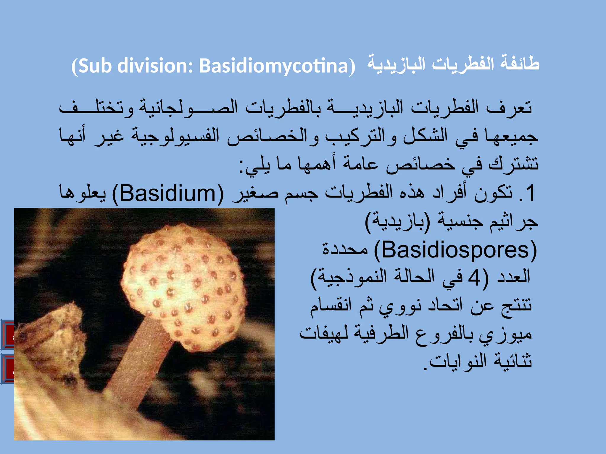 ( ‫البازيدية‬ ‫الفطريات‬ ‫طائفة‬
Sub division: Basidiomycotina
)
‫التالي‬
‫السابق‬
‫ف‬////‫وتختل‬ ‫ولجانية‬////‫الص‬ ‫بالفطريات‬ ‫ة‬////‫البازيدي‬ ‫الفطريات‬ ‫تعرف‬
‫ا‬/‫أنه‬ ‫ر‬/‫غي‬ ‫يولوجية‬/‫الفس‬ ‫ائص‬/‫والخص‬ ‫ب‬/‫والتركي‬ ‫ل‬/‫الشك‬ ‫ي‬/‫ف‬ ‫ا‬/‫جميعه‬
:‫يلي‬ ‫ما‬ ‫أهمها‬ ‫عامة‬ ‫خصائص‬ ‫في‬ ‫تشترك‬
1
( ‫غير‬/‫ص‬ ‫م‬/‫س‬‫ج‬ ‫الفطريات‬ ‫هذه‬ ‫أفراد‬ ‫تكون‬ .
Basidium
‫ا‬/‫ه‬‫يعلو‬ )
)‫(بازيدية‬ ‫جنسية‬ ‫جراثيم‬
(
Basidiospores
‫محددة‬ )
( ‫العدد‬
4
)‫النموذجية‬ ‫الحالة‬ ‫في‬
‫انقسام‬ ‫ثم‬ ‫نووي‬ ‫اتحاد‬ ‫عن‬ ‫تنتج‬
‫لهيفات‬ ‫الطرفية‬ ‫بالفروع‬ ‫ميوزي‬
.‫النوايات‬ ‫ثنائية‬
 